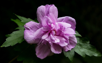 Картинка цветы мальвы розовый листья цветок