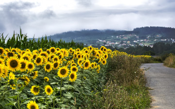 Картинка цветы подсолнухи дорога город