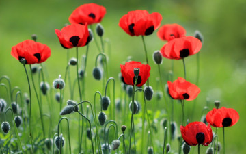 Картинка цветы маки лепестки красный луг