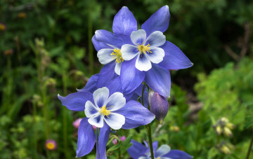 Картинка цветы аквилегия+ водосбор аквилегия