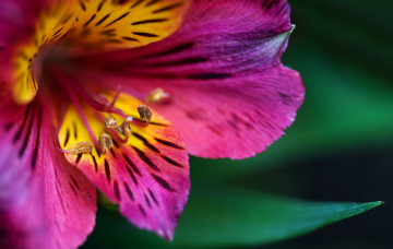 Картинка цветы макро цветок цвет