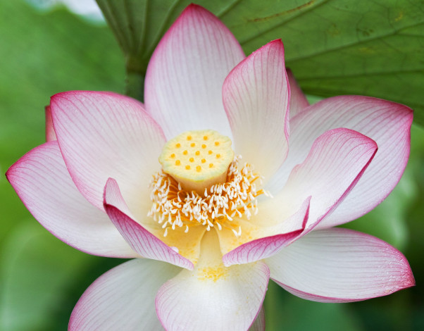 Обои картинки фото цветы, лотосы, природа, лотос, макро, лепестки