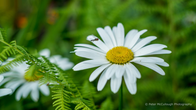 Обои картинки фото цветы, ромашки, лепестки, белый