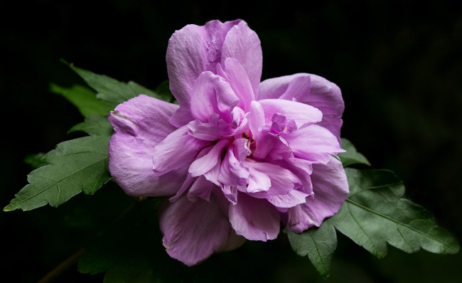 Обои картинки фото цветы, мальвы, розовый, листья, цветок