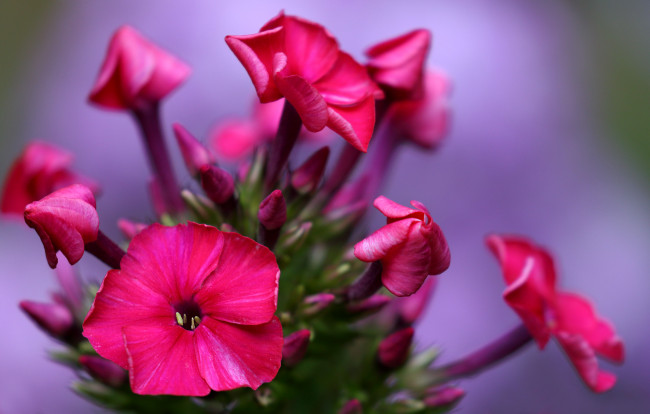 Обои картинки фото цветы, флоксы