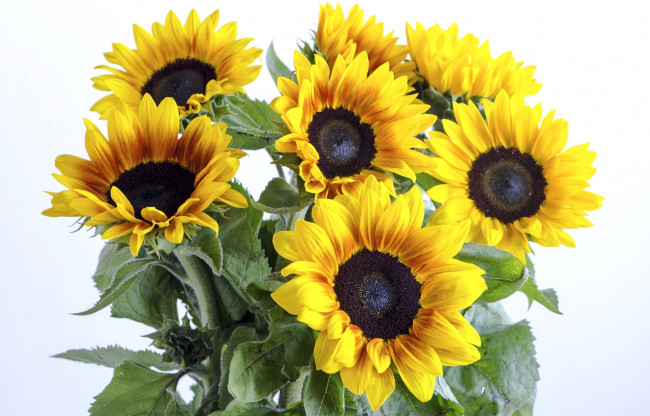 Обои картинки фото цветы, подсолнухи, желтый, лепестки