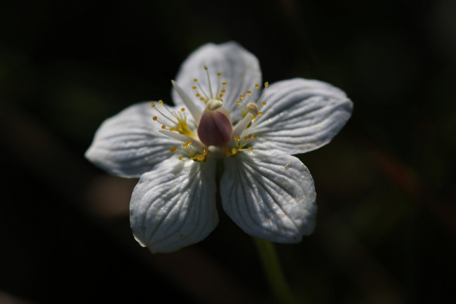 Обои картинки фото цветы, макро, белый, фон, цветок