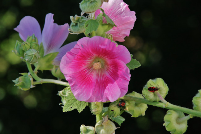 Обои картинки фото цветы, мальвы, мальва