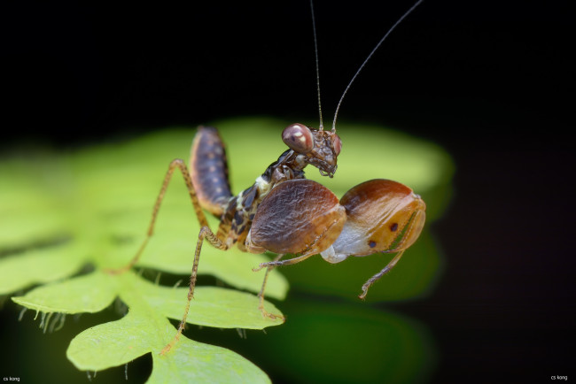 Обои картинки фото животные, богомолы, зеленый, поверхность, насекомое, богомол, лист, усики