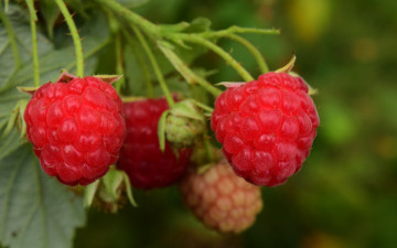 Картинка природа Ягоды малина