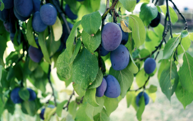 Обои картинки фото природа, плоды, сливы