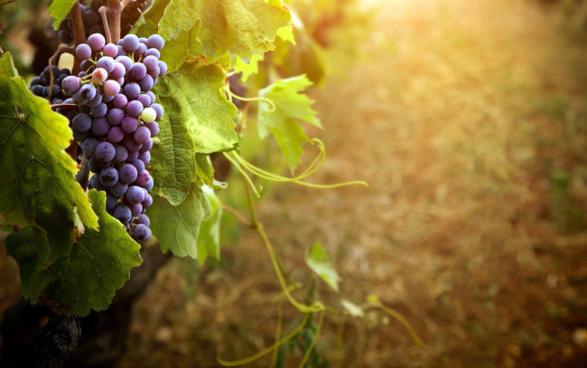 Обои картинки фото природа, Ягоды,  виноград, гроздь