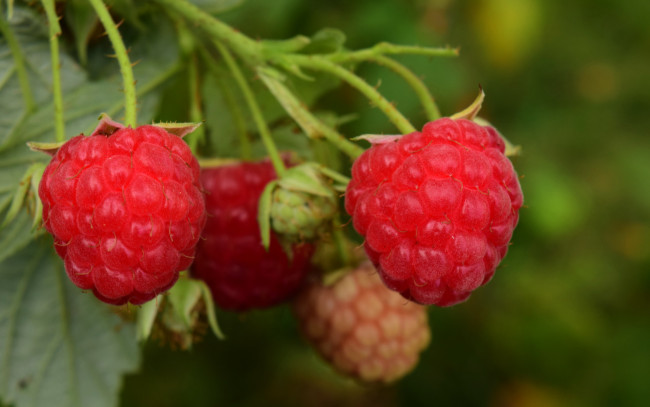 Обои картинки фото природа, Ягоды, малина