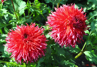 обоя цветы, георгины, природа, георгина, флора, цветок, растение, ярко, цветение, красота