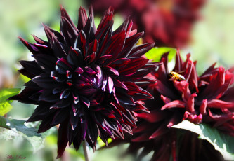 Картинка цветы георгины природа цветение цветок флора георгина растение ярко красота