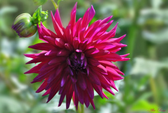 Картинка цветы георгины ярко цветок георгина красота растение природа флора цветение