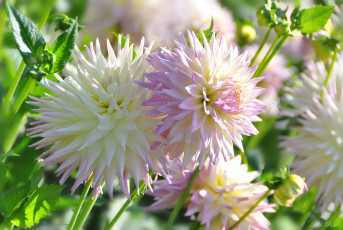 Картинка цветы георгины природа флора цветок цветение георгина растение красота ярко