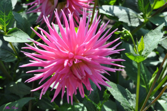 Картинка цветы георгины природа цветение цветок флора георгина красота растение ярко