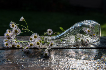 Картинка цветы ромашки ваза капли