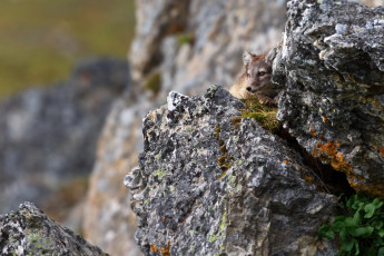 Картинка животные песцы группа трава горы игра