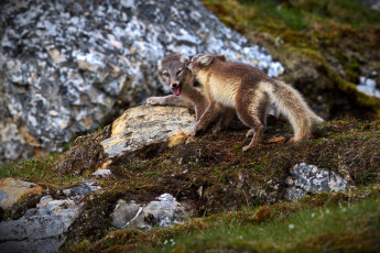 Картинка животные песцы трава горы группа игра