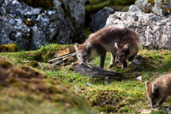 Картинка животные песцы трава горы игра группа