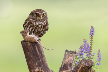 Картинка животные разные+вместе цветы мышь добыча сова птица птицы мира пень