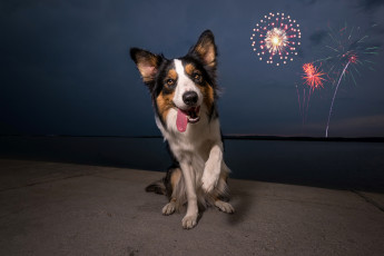 Картинка животные собаки песик