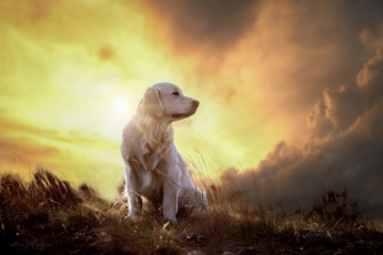 Картинка животные собаки песик