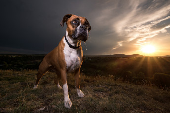 Картинка животные собаки песик