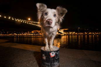 Картинка животные собаки песик