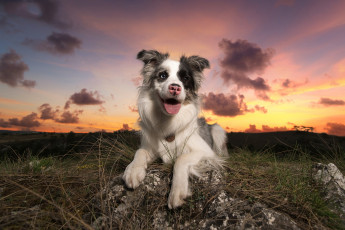 Картинка животные собаки песик