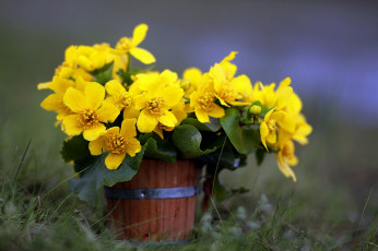 обоя цветы, калужницы,  лютики, флора, весна, репортаж, калужница, красота, берег, природа, букет, поездка, композиция, дождь, фотография, май, трава, неман, старица, кадушка, отдых, прогулка, водоём, река, фото, путешествия