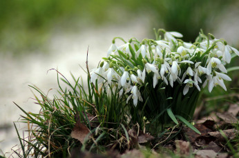 Картинка цветы подснежники +белоцветники +пролески флора листва ручей природа лес галантусы весна