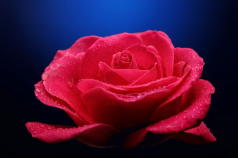 Картинка цветы розы blossoms leaves petals bud rose цветение листья лепестки бутон роза