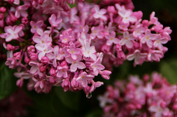 Картинка цветы сирень цветение июнь макро радость куст ветка красота эстония сад флора капли настроение картинки лето