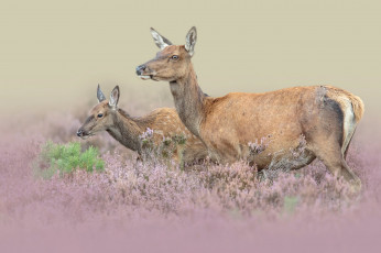 Картинка животные олени пара природа