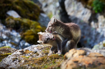 Картинка животные песцы игра группа горы трава