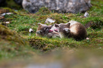 Картинка животные песцы трава горы игра группа