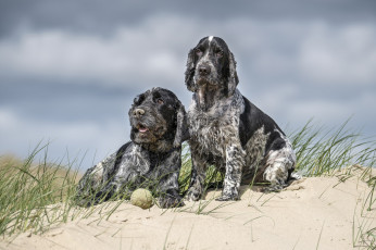 Картинка животные собаки песик