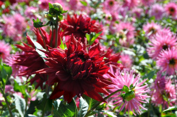 Картинка цветы георгины красота природа цветение цветок флора георгина растение ярко