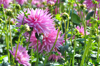 Картинка цветы георгины красота природа ярко цветение цветок флора георгина растение