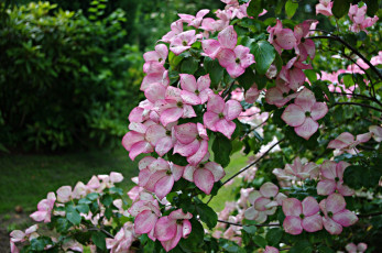 обоя цветы, кизил, куст, розовый