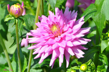 Картинка цветы георгины цветок красота природа цветение флора георгина растение ярко