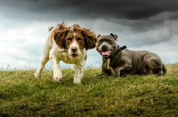 Картинка животные собаки песик