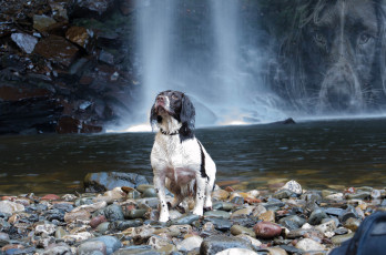 Картинка животные собаки песик