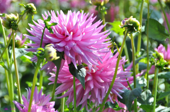 Картинка цветы георгины красота природа цветение флора цветок георгина растение ярко