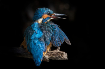 Картинка животные зимородки птица зимородок птицы мира ветка