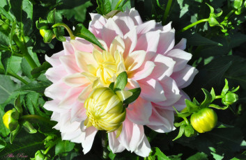 Картинка цветы георгины ярко цветок флора георгина цветение природа красота растение