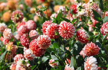 Картинка цветы георгины лепестки бутоны георгин цветение